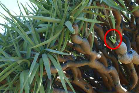 Why the dragon tree has lowered leaves